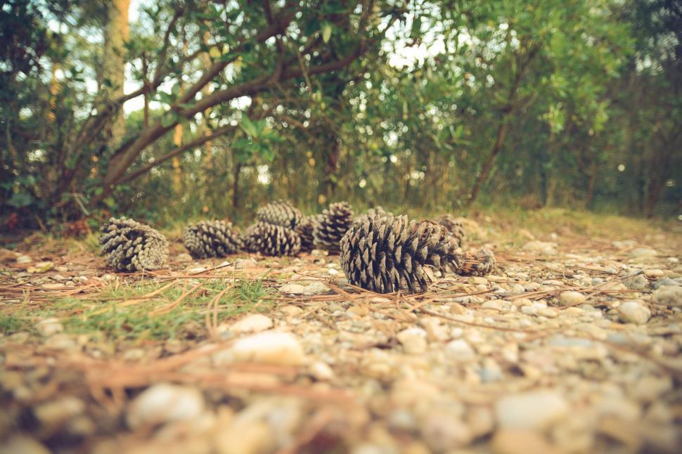 Free Image of Pine cones scattered on a forest floor 