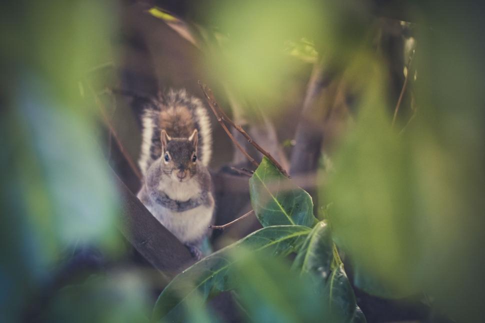 Free Image of Squirrel peeking through lush green foliage 