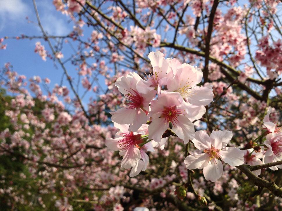Free Image of Close-up of cherry blossoms in bloom 
