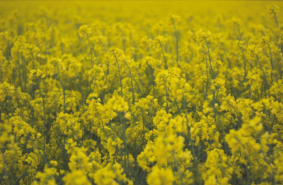 Free Image of Field of bright yellow flowering rapeseed plants 