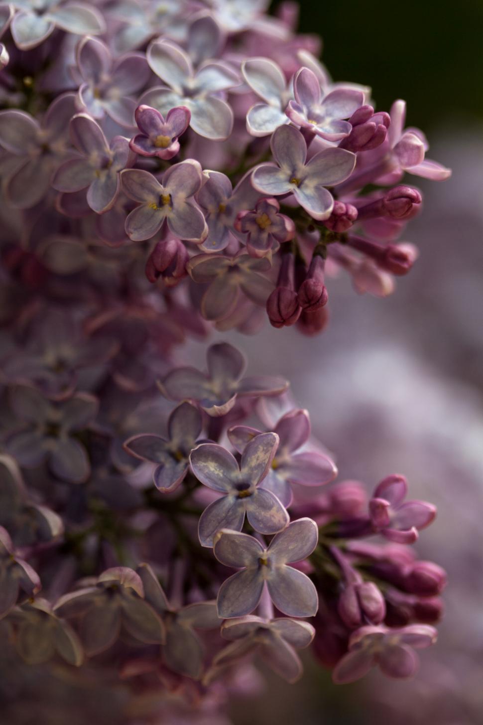 Free Image of Close-up of purple lilacs blooming 