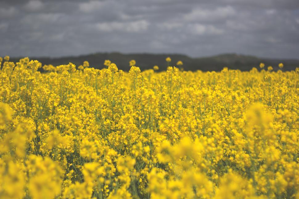 Free Image of Vibrant yellow rapeseed field 