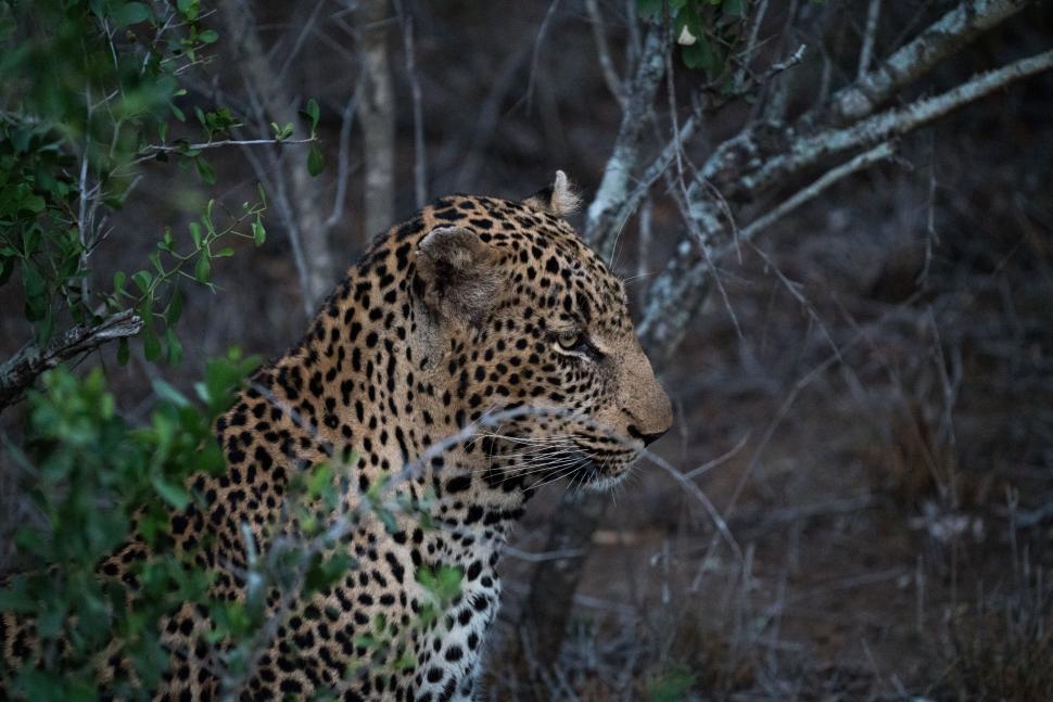Free Image of Leopard lurking in the dusk light 