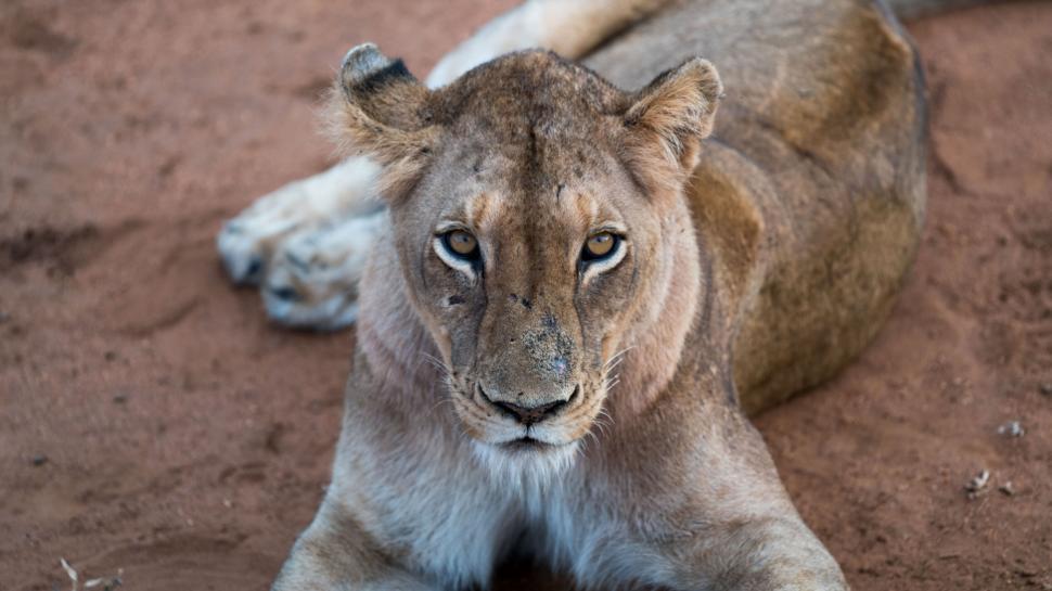 Free Image of Restful lioness staring forward 