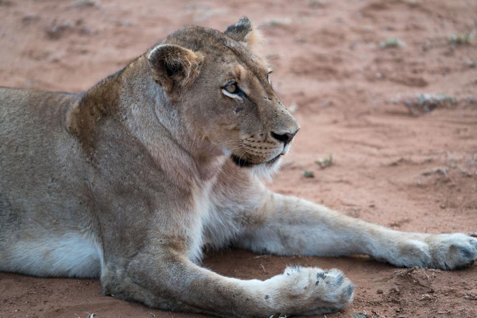 Free Image of Lioness lying down with sharp gaze 