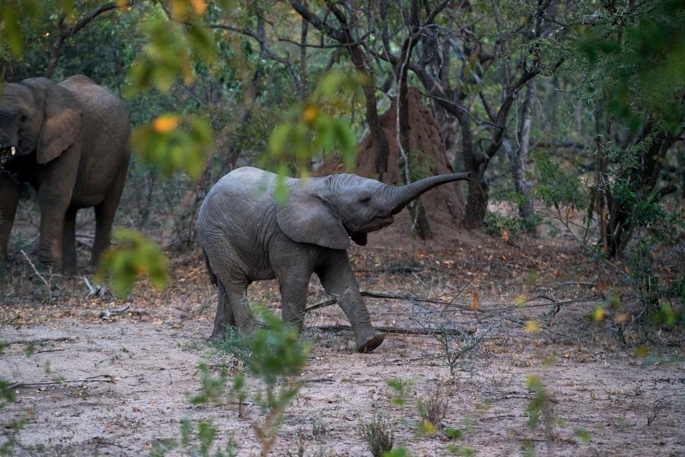 Free Image of Baby elephant playful in the wild 