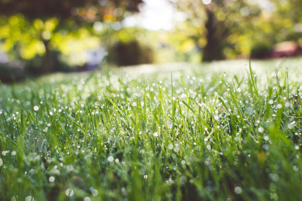 Free Image of Morning dew on fresh green grass 