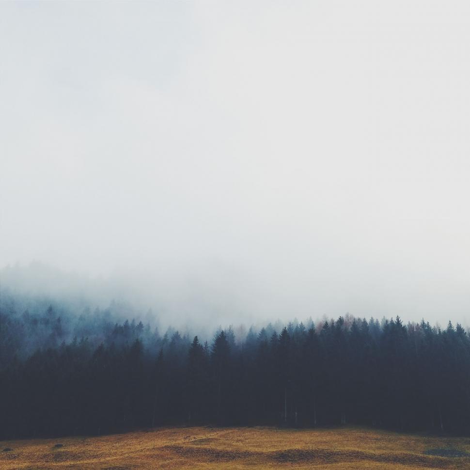 Free Image of Misty forest and golden field landscape 
