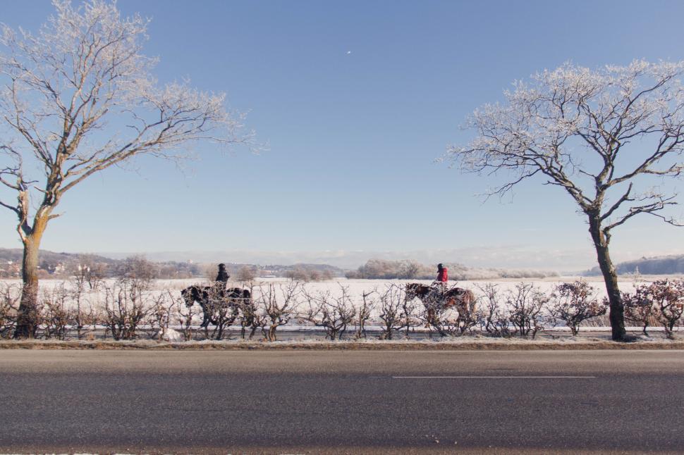 Free Image of Horse carriage ride in snowy landscape 