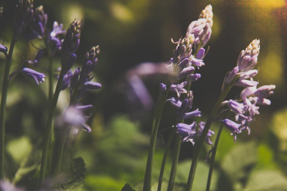 Free Image of Bluebells blooming in lush greenery 
