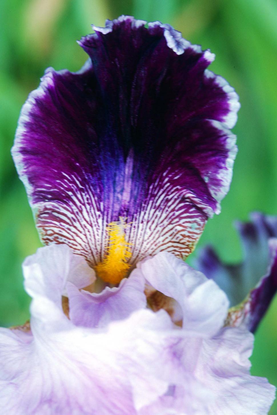 Free Image of flowers blooms blossoms iris purple petals pollen 