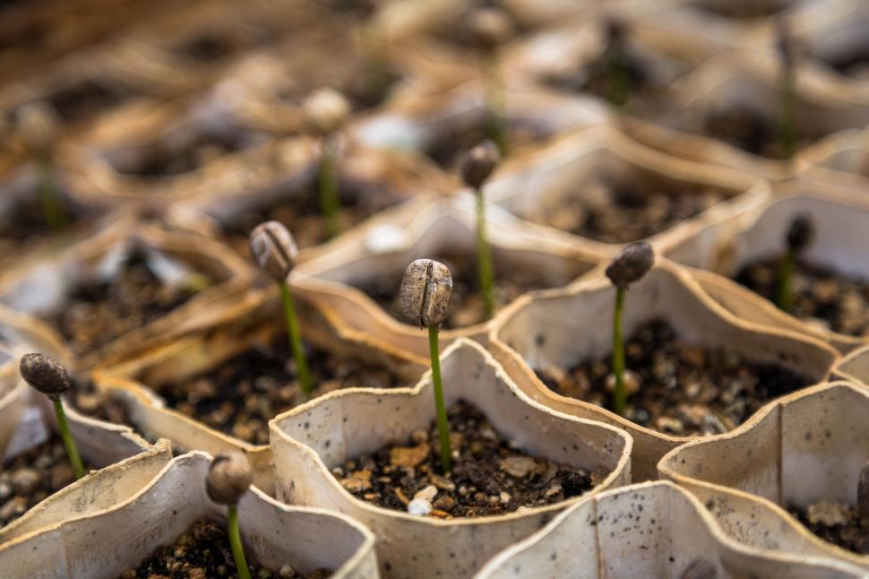 Free Image of Coffee bean seedlings in biodegradable pots 