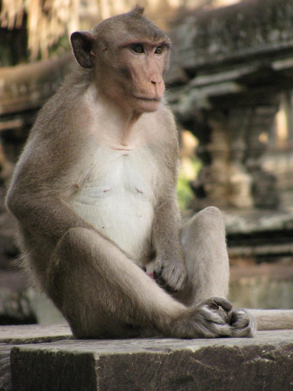 Free Image of Monkey Sitting on Ledge in Front of Building 