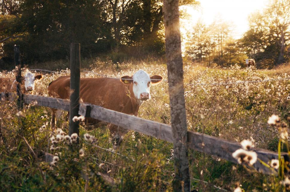 Free Image of Cow behind fence in golden hour 