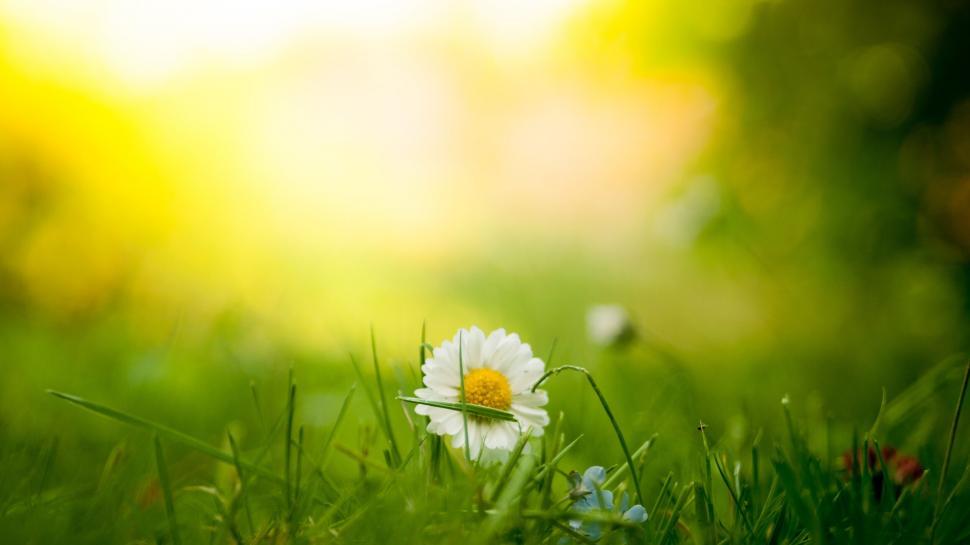 Free Image of Single daisy in a sunlit field 