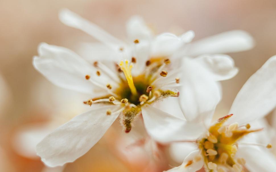 Free Image of Macro shot of a white cherry blossom 