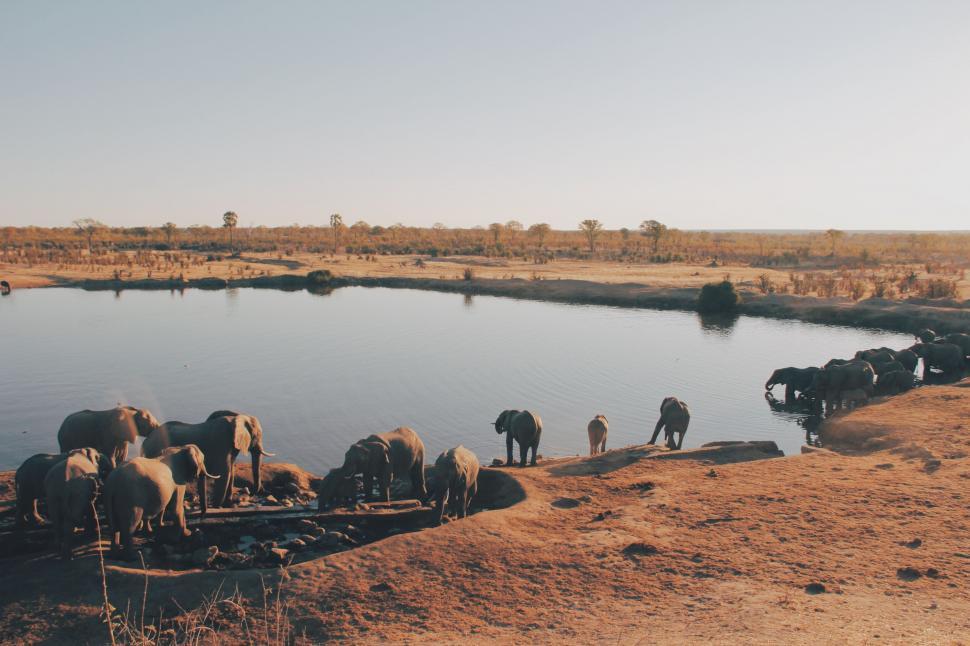 Free Image of Herd of elephants by water at sunset 