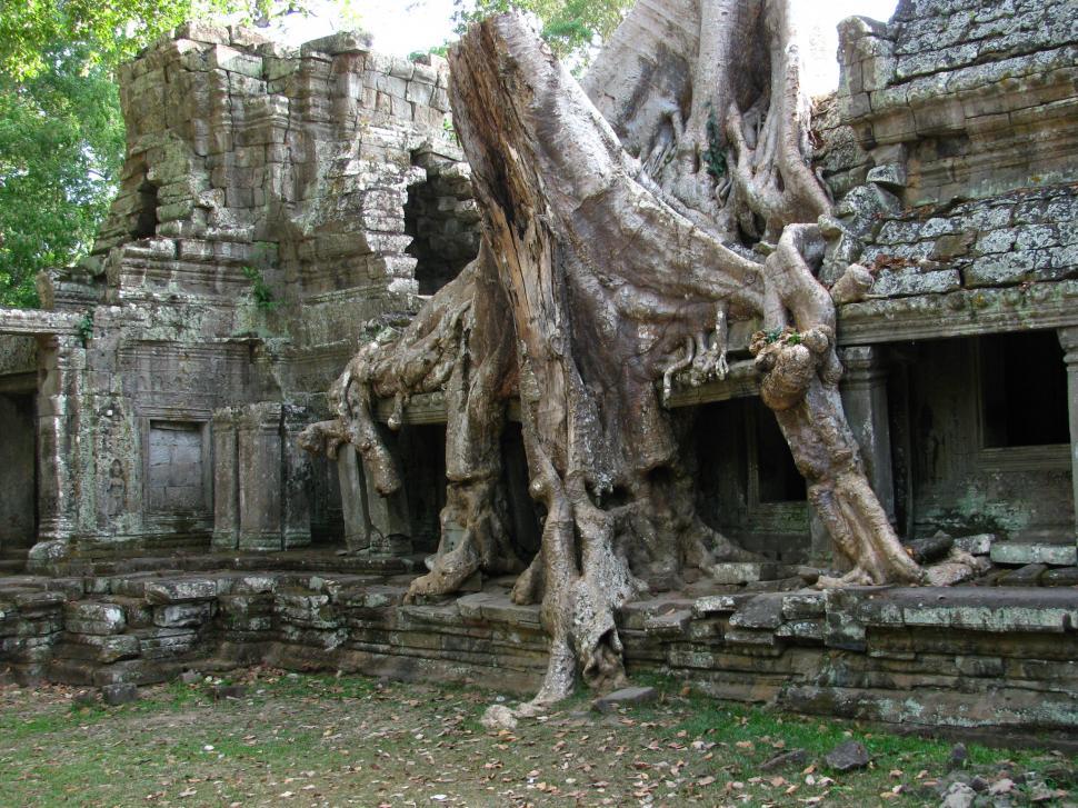 Free Image of Tree Growing Out of Ruins of Building 
