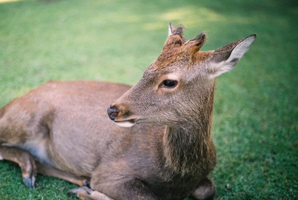 Free Image of Peaceful deer resting on green grass 