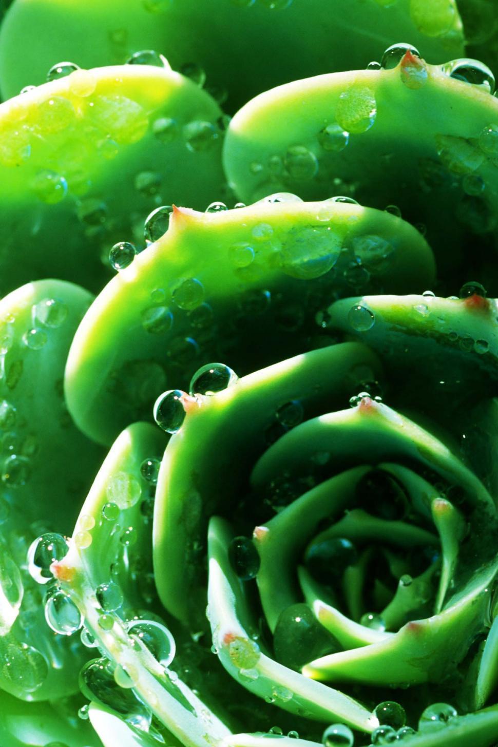 Free Image of Close Up of a Green Plant With Water Droplets 