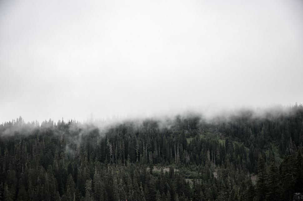 Free Image of Misty forest landscape with dense fog 