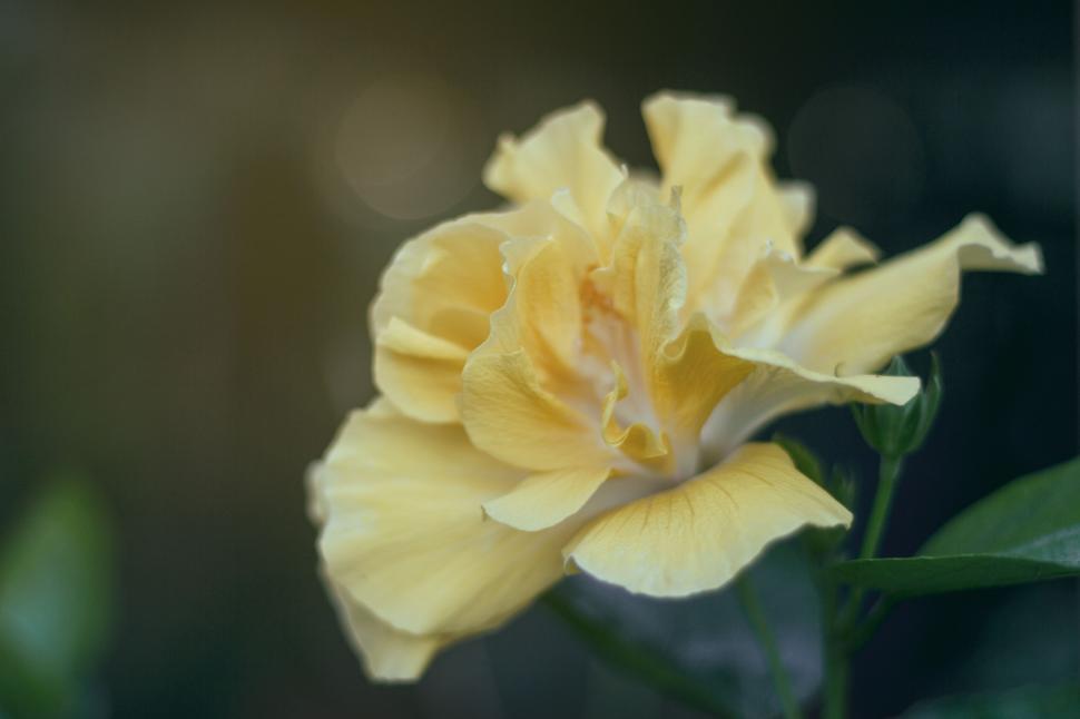 Free Image of Delicate yellow rose in soft focus 