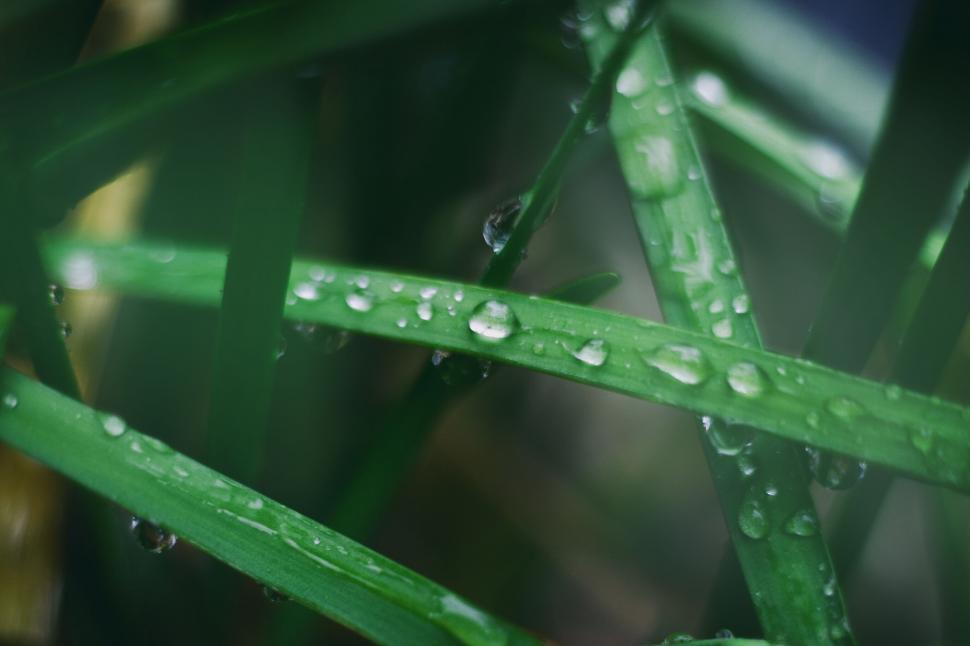 Free Image of Green grass with fresh water drops 