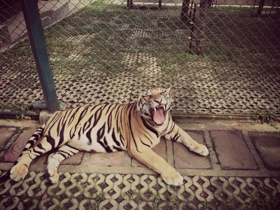 Free Image of Relaxed tiger yawning on a pavement 