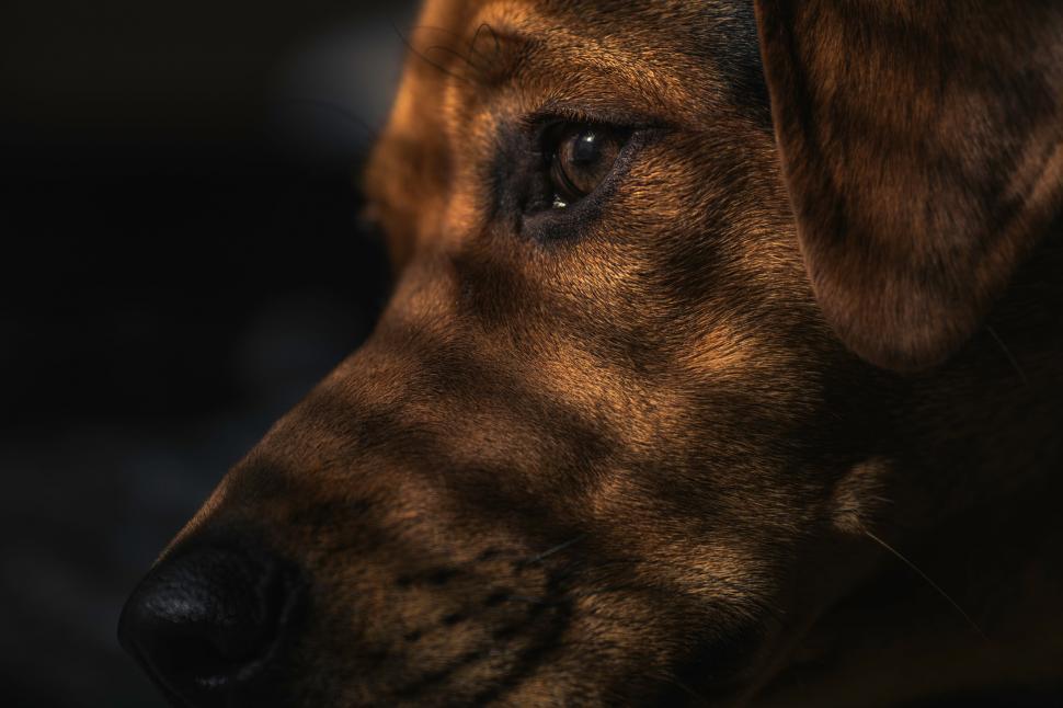 Free Image of Close-up of a thoughtful dog s face 