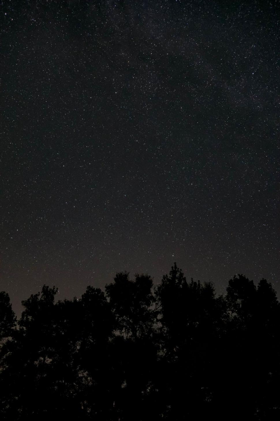 Free Image of Starry night sky over silhouetted trees 