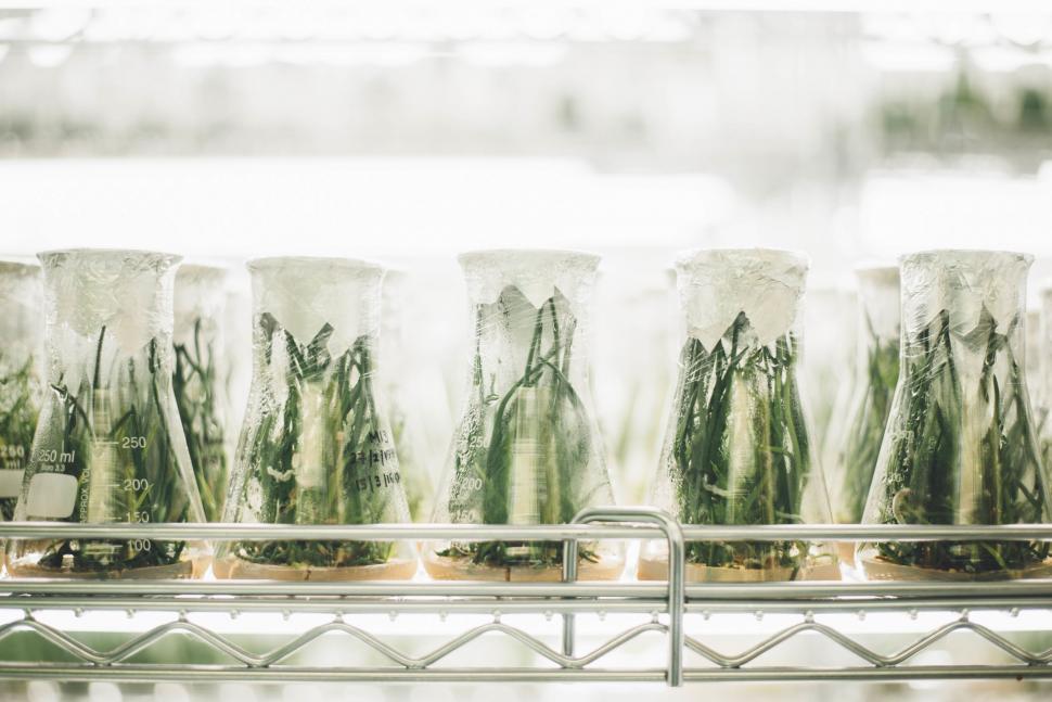 Free Image of Laboratory glassware with plant samples 