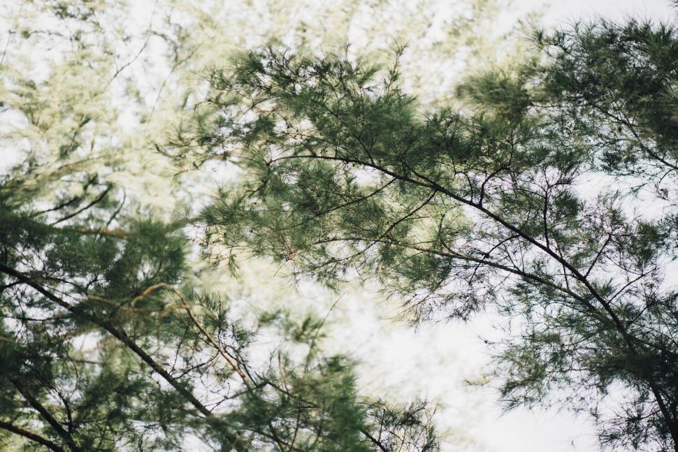 Free Image of Looking up at pine tree canopy against sky 