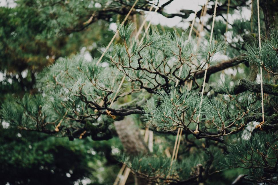 Free Image of Delicate pine branches gently swaying 