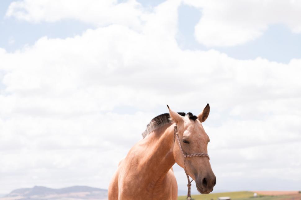 Free Image of Close-up of a horse with soft-focused background 