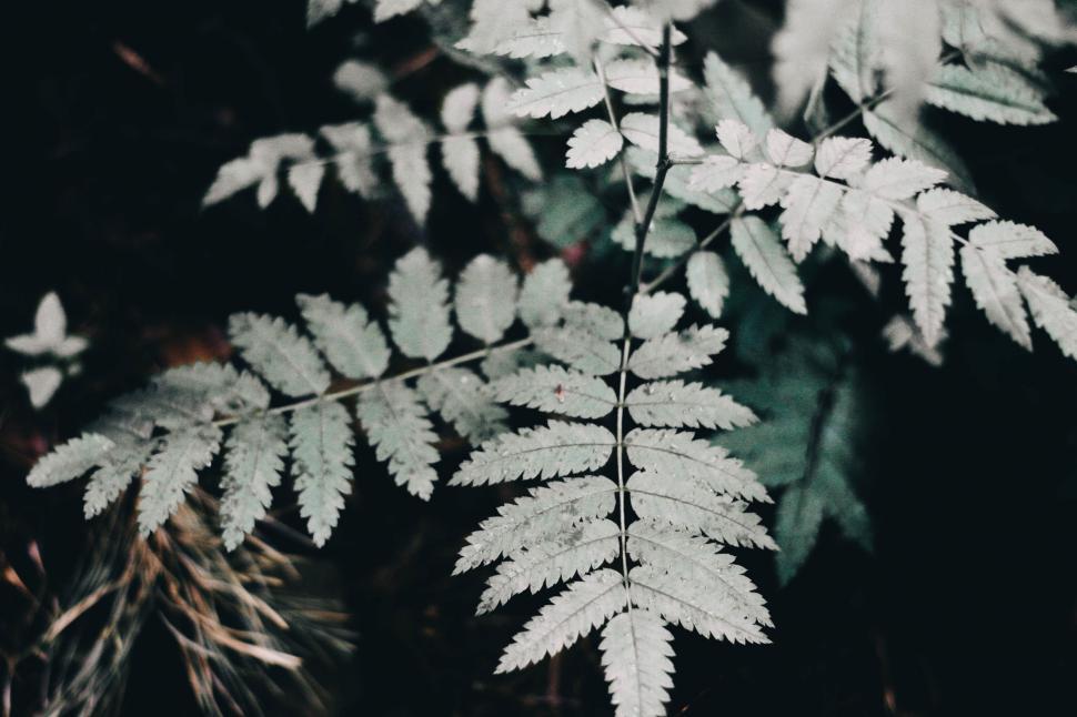 Free Image of Artistic silhouette of delicate fern leaves 