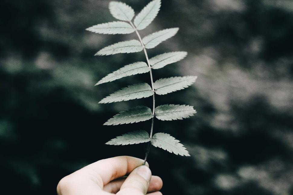 Free Image of Hand holding a delicate fern leaf 
