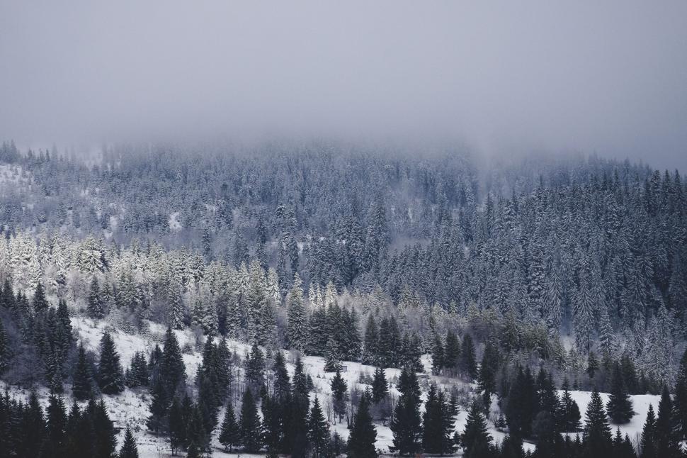 Free Image of Snowy forest trees under hazy sky 