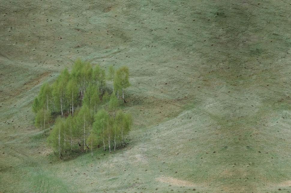 Free Image of Isolated cluster of birch trees in green field 