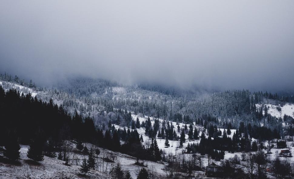 Free Image of Winter forest hillside shrouded in mist and snow 