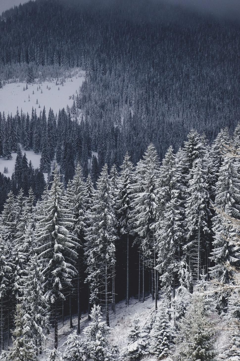 Free Image of Snowy pine forest under winter sky 