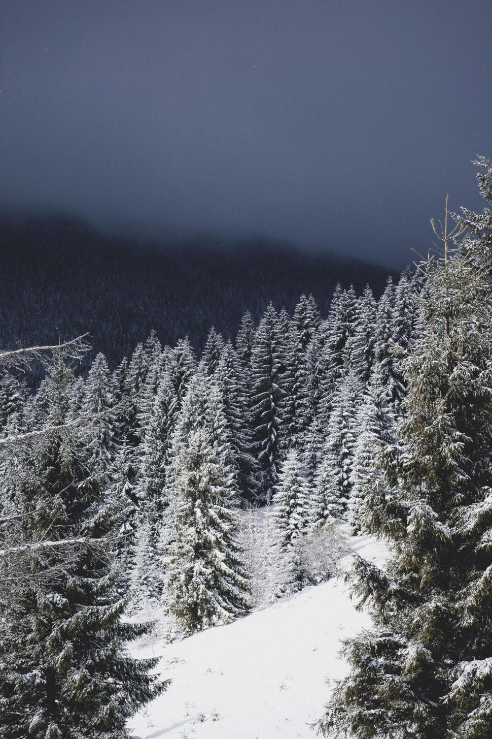 Free Image of Winter wonderland forest pathway 