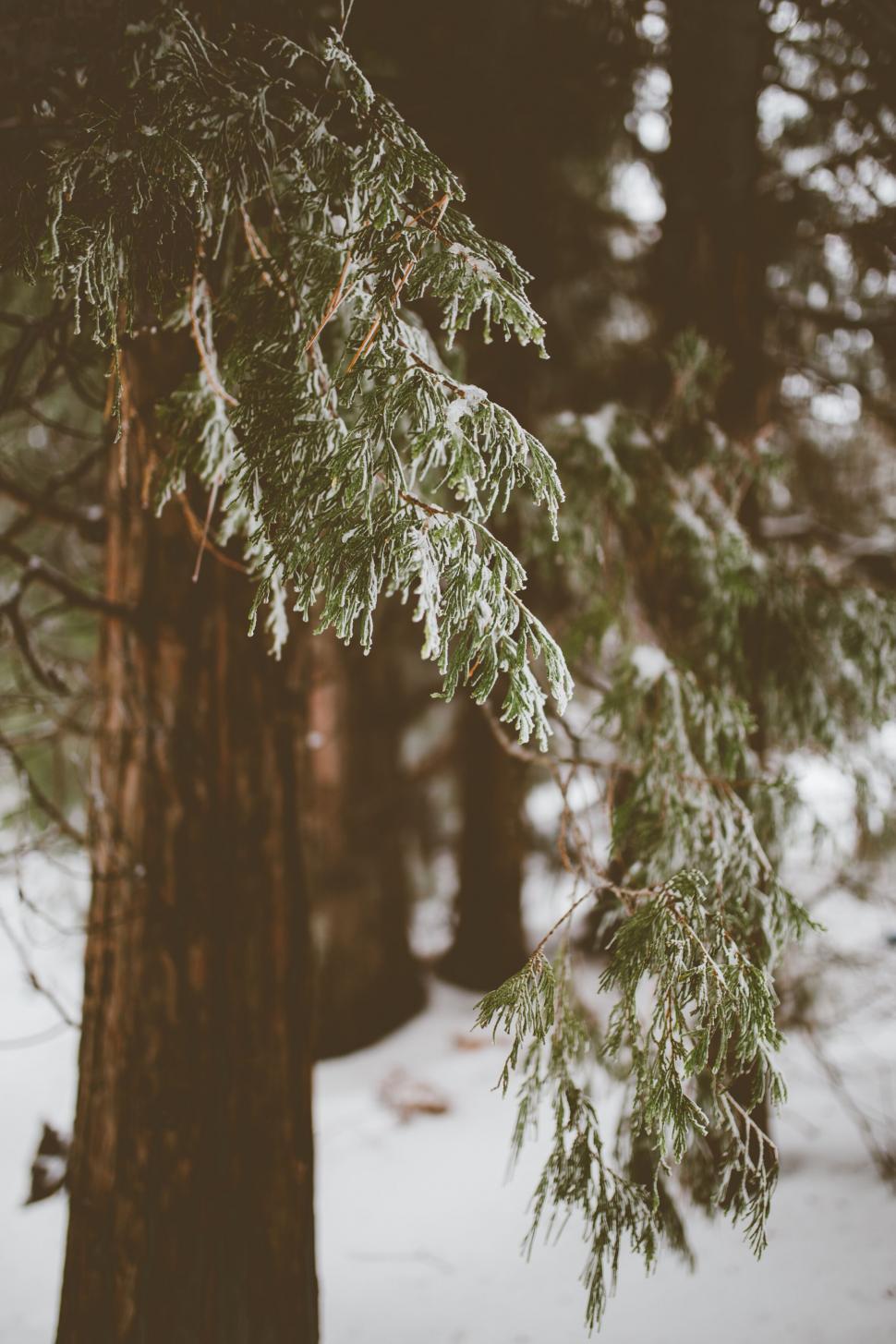 Free Image of Close-up of icy pine branches in winter 