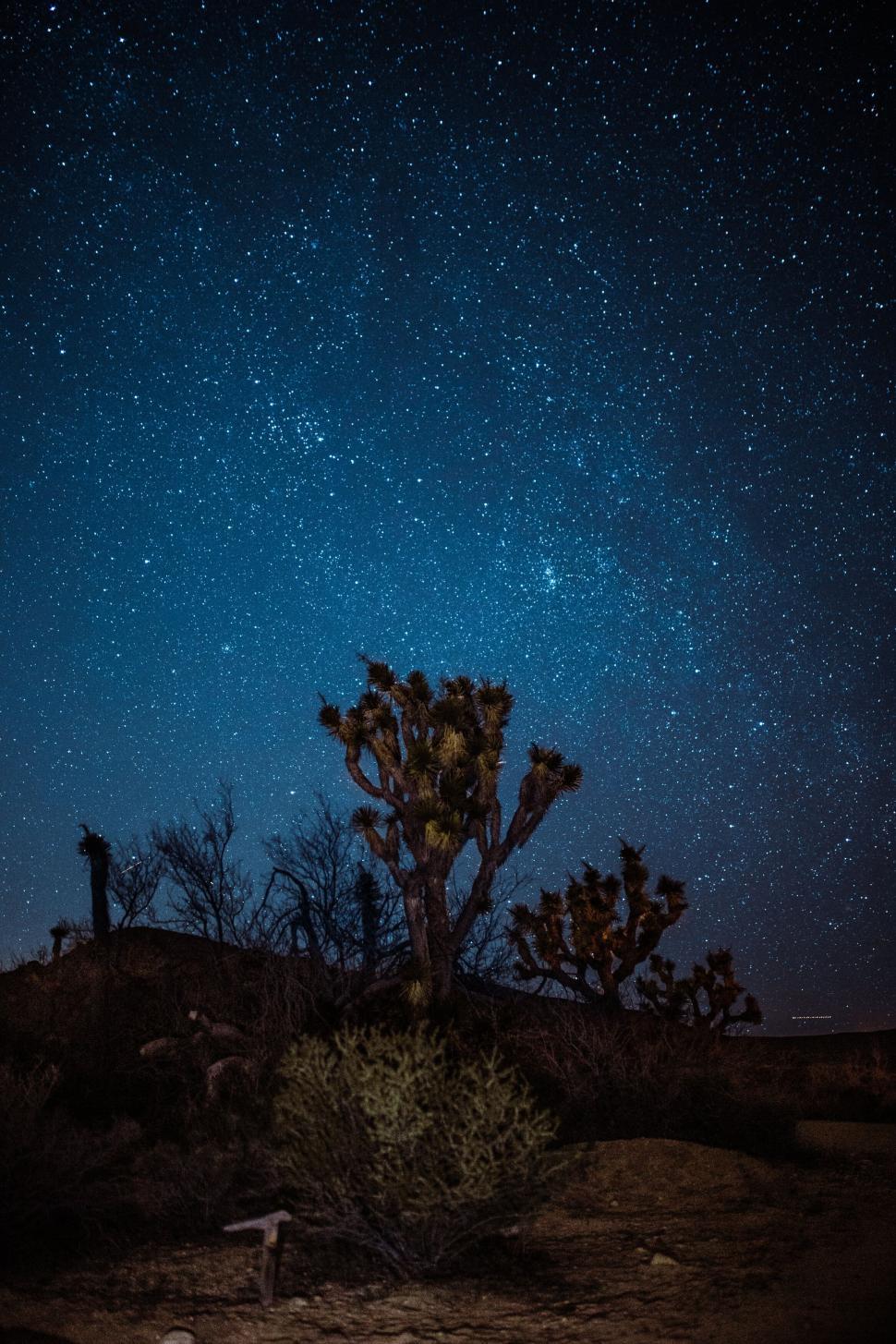 Free Image of Starry sky above a desert with a Joshua tree 