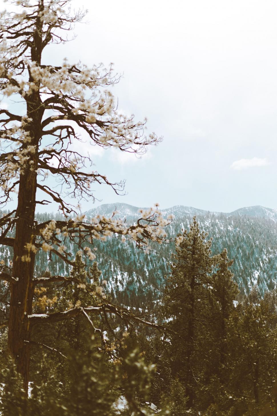 Free Image of Snow-dusted pine trees in mountainous terrain 