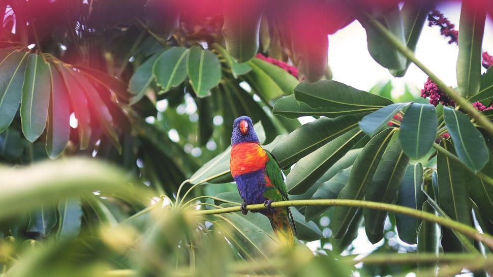 Free Image of Colorful parrot in a lush environment 