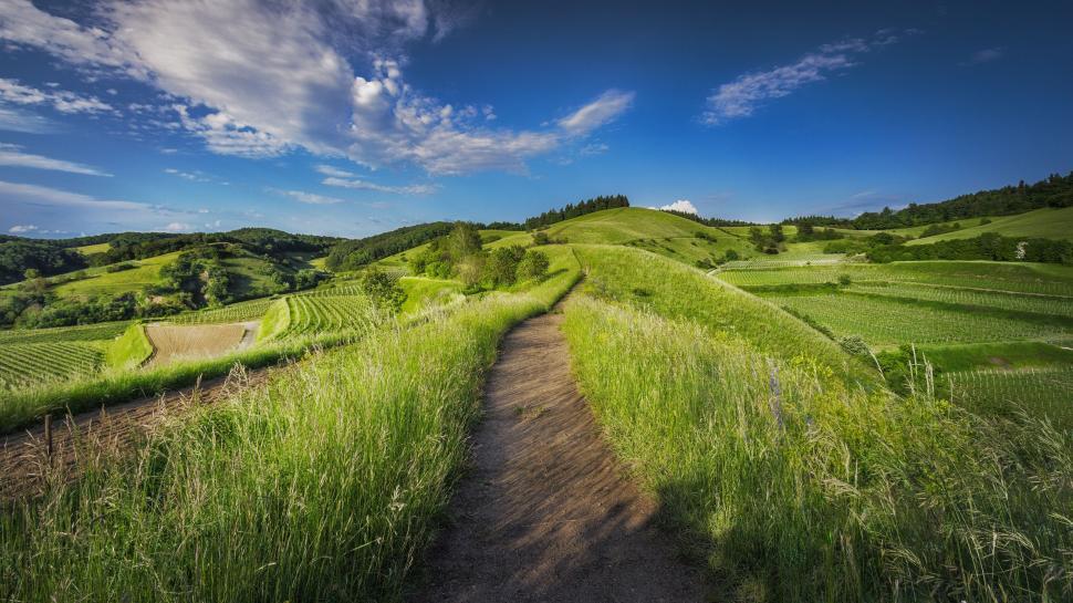 Free Image of Path through vibrant green countryside 