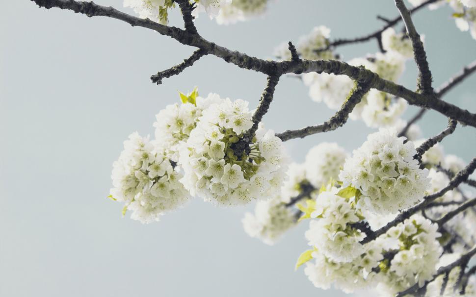 Free Image of Blooming white flowers on a branch 