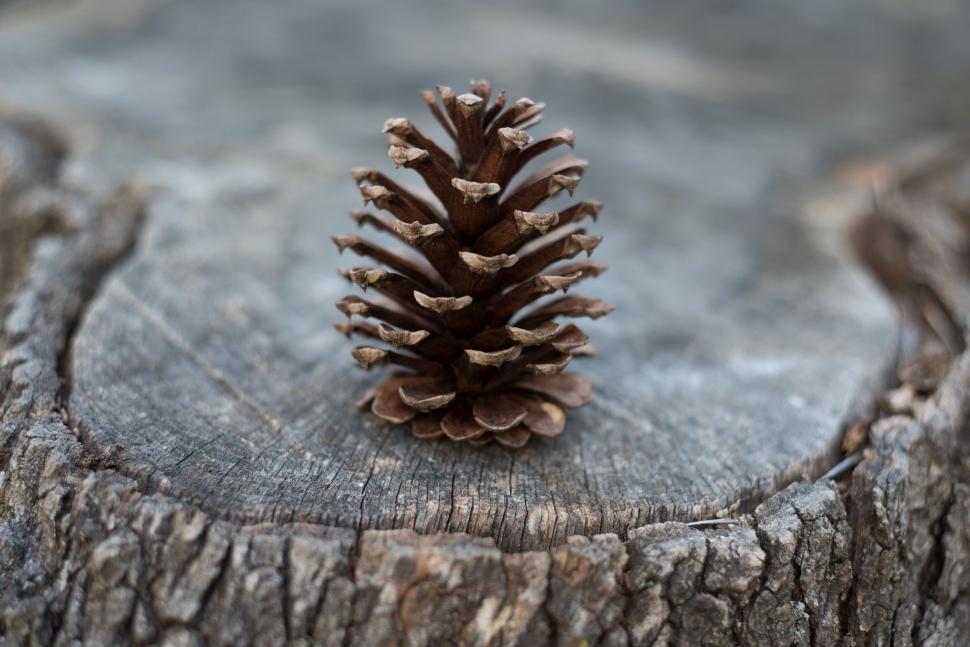 Free Image of Pine cone on a cut tree stump 