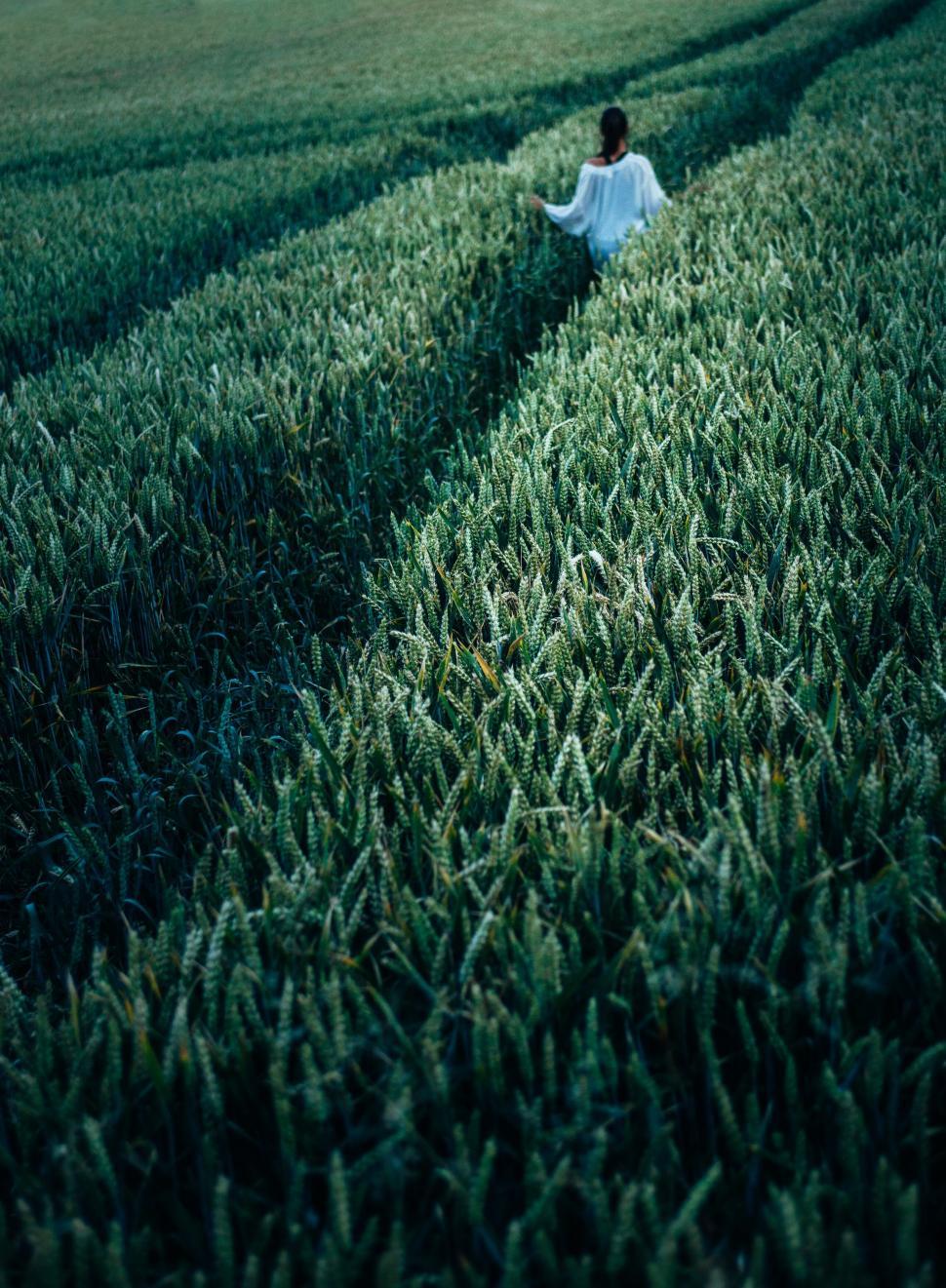 Free Image of Woman wandering through green wheat field 