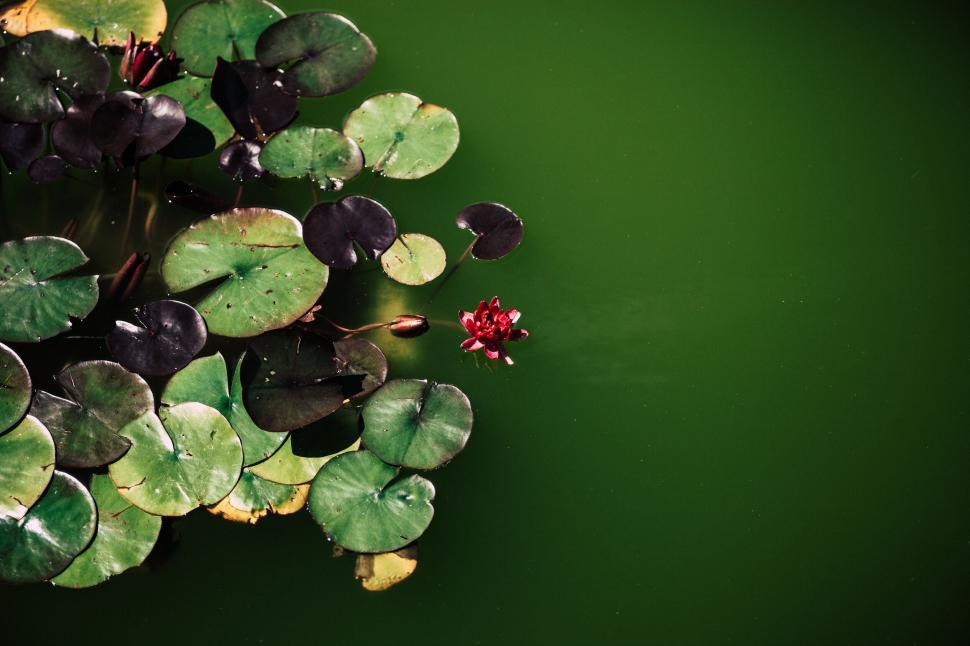 Free Image of Serene water lily on a tranquil pond 